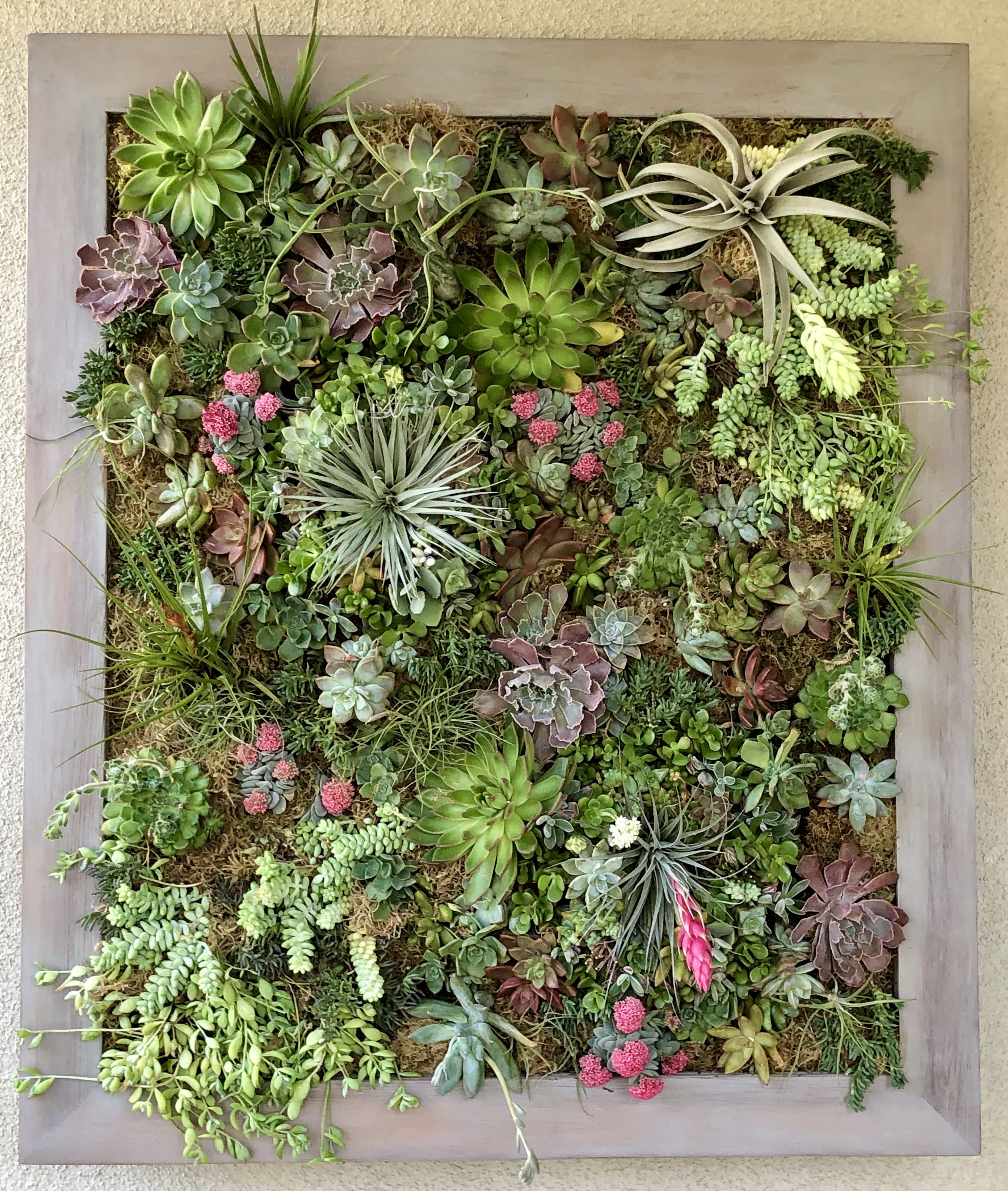 Succulent Wall Art for Front Porch 