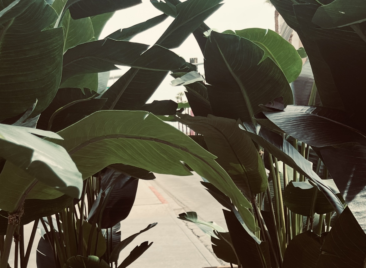 Tropical Palm Foilage