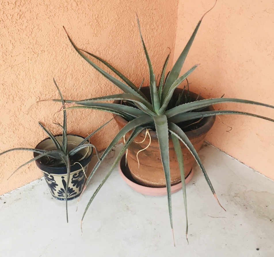 Vessels for Aloe plantings